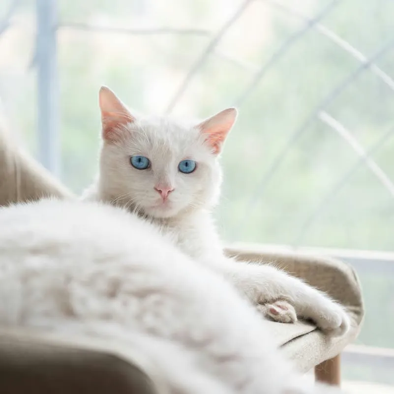100 Creative Name Ideas for Your White Feline Friend