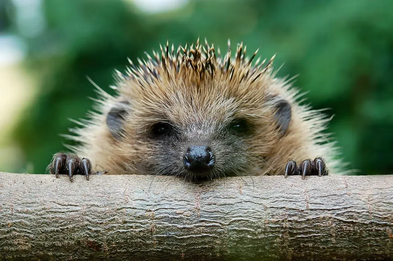 A cute hedgehog peeking over a log.