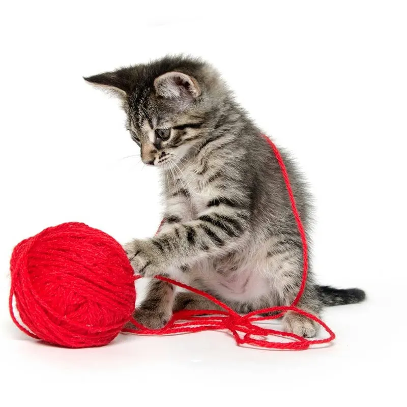 How to Find the Ideal Playful Name for Your New Kitten: Over 200 Ideas for Boys and Girls