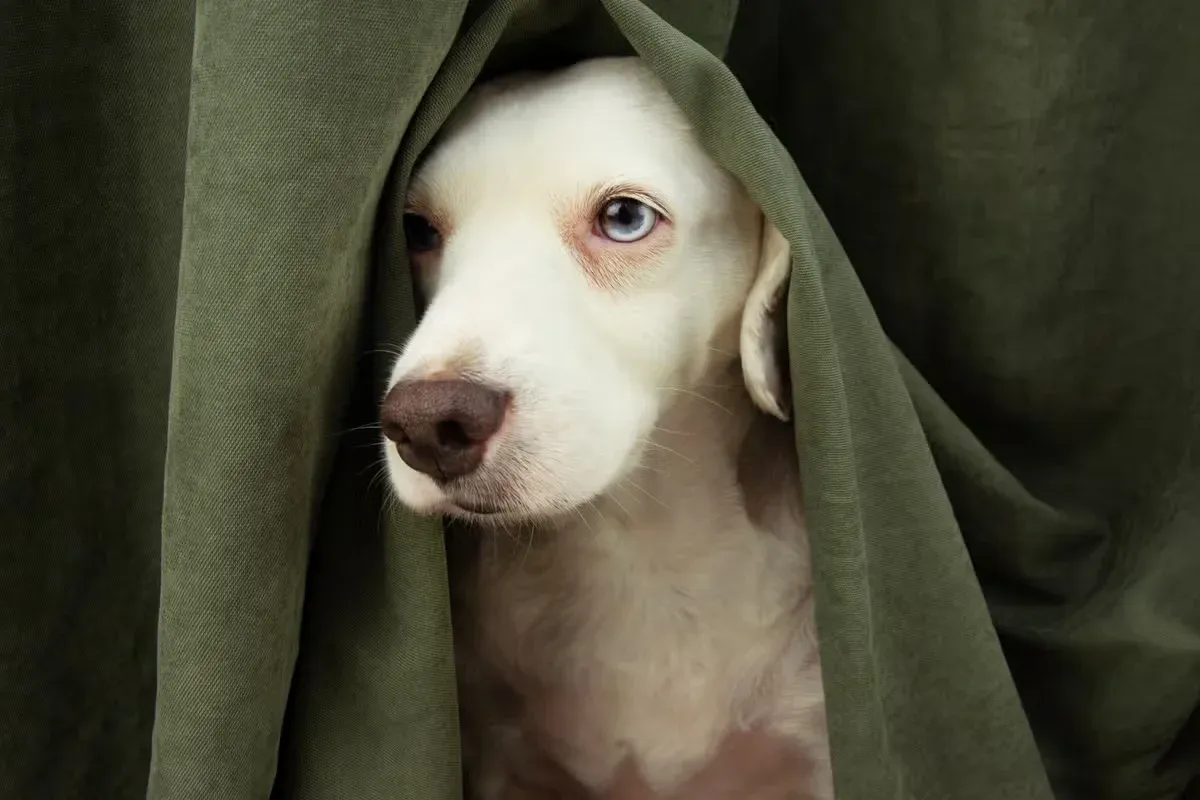 A dog can gradually get comfortable with time away from its owner