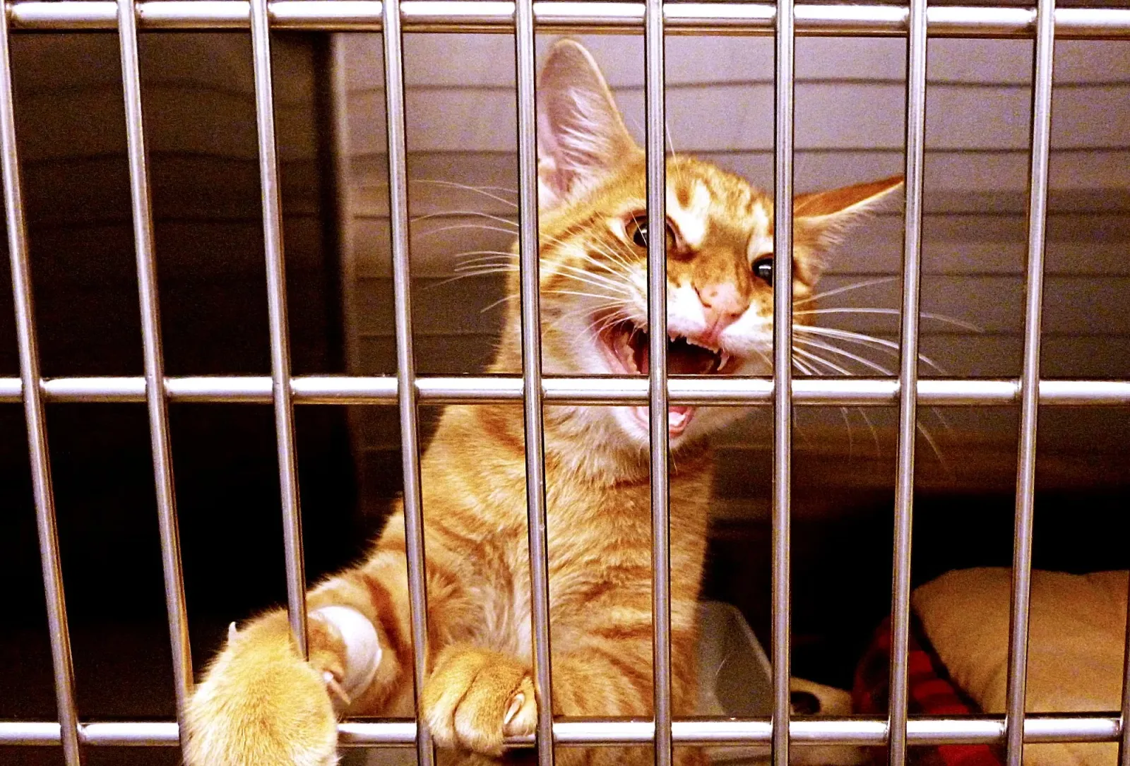 Feral Tabby in Cage