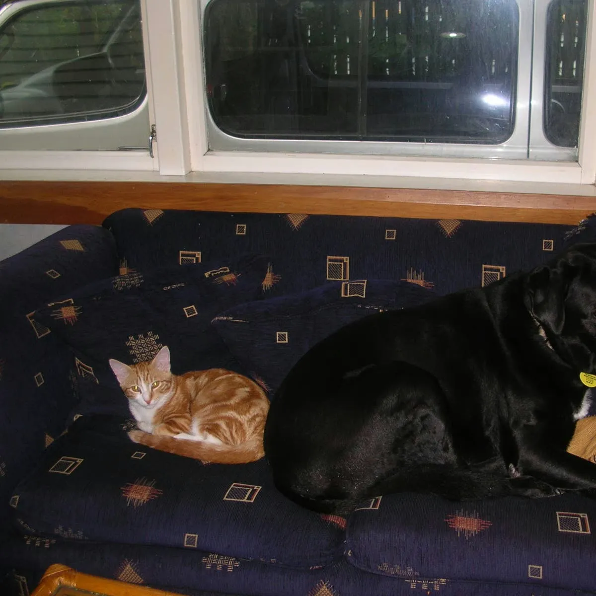 A Dog's Spleen Tumour: When the Diagnosis Isn't Cancer
