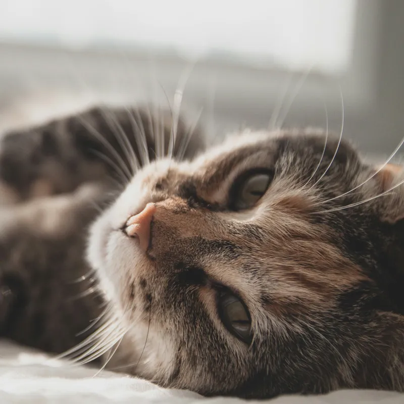 Complete Guide to Tapeworm Infections in Cats: Identification, Treatment, and Prevention