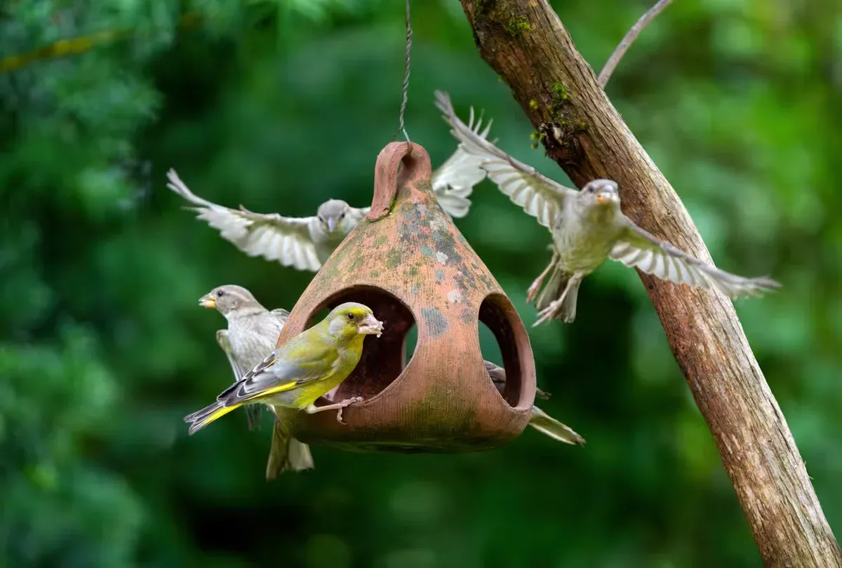 Backyard birds can be surprisingly picky about where they spend their time