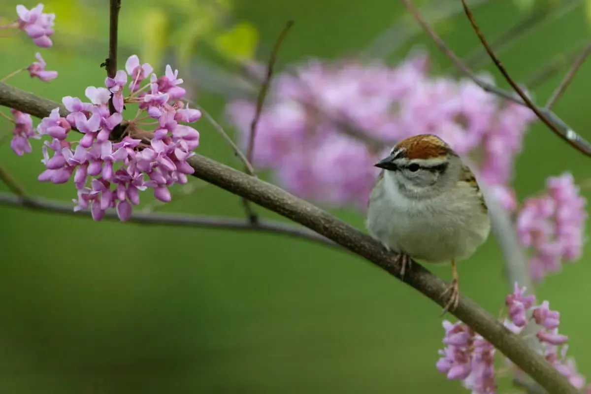A songbird rests on a branch in a backyard designed to welcome native birds.
