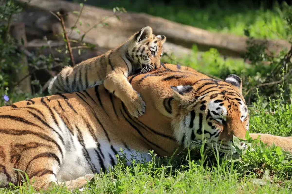A mama tiger hanging out with her cub.