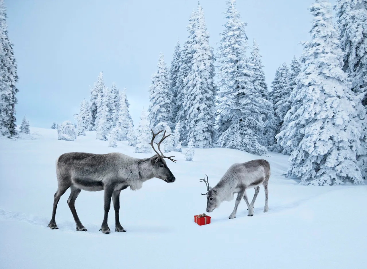 Two of Santa's reindeer in a snowy forest.