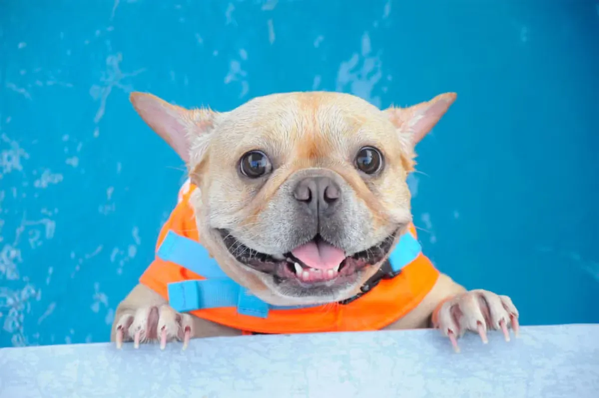 French Bulldog wearing lifejacket in pool.