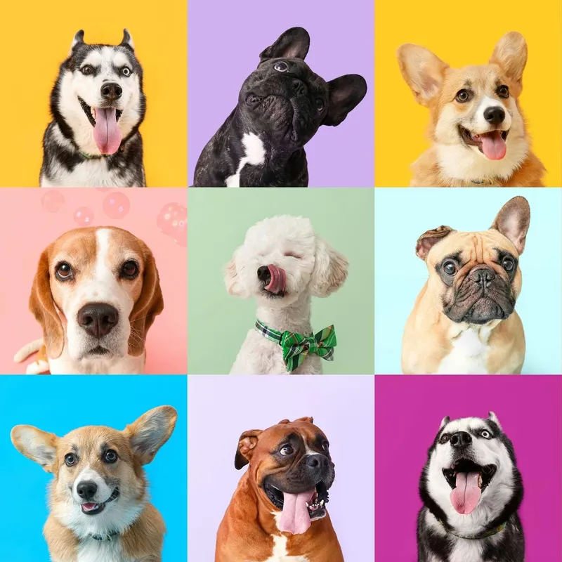 French Bulldog Keeps Grip on Top Spot in U.S. Breed Rankings