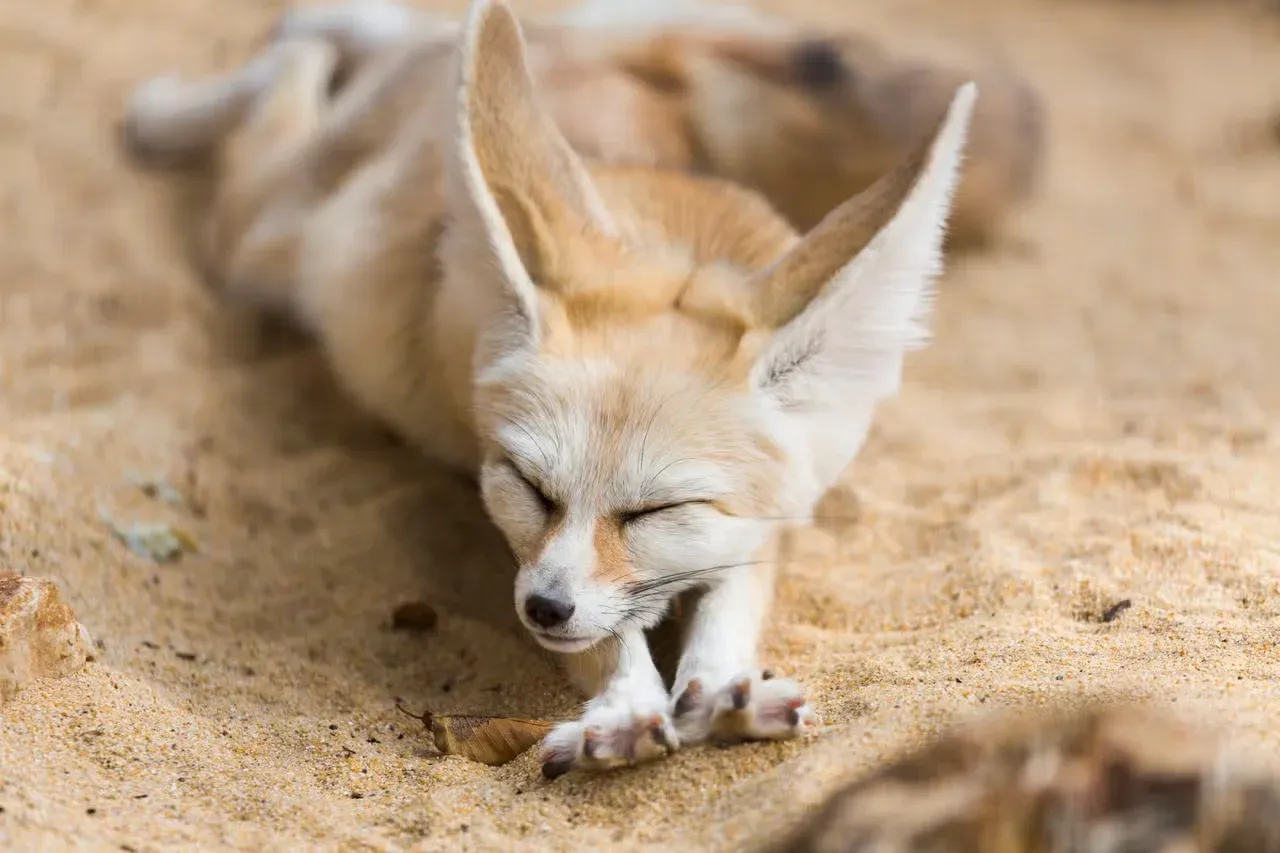 A fennec fox doing a big stretch.