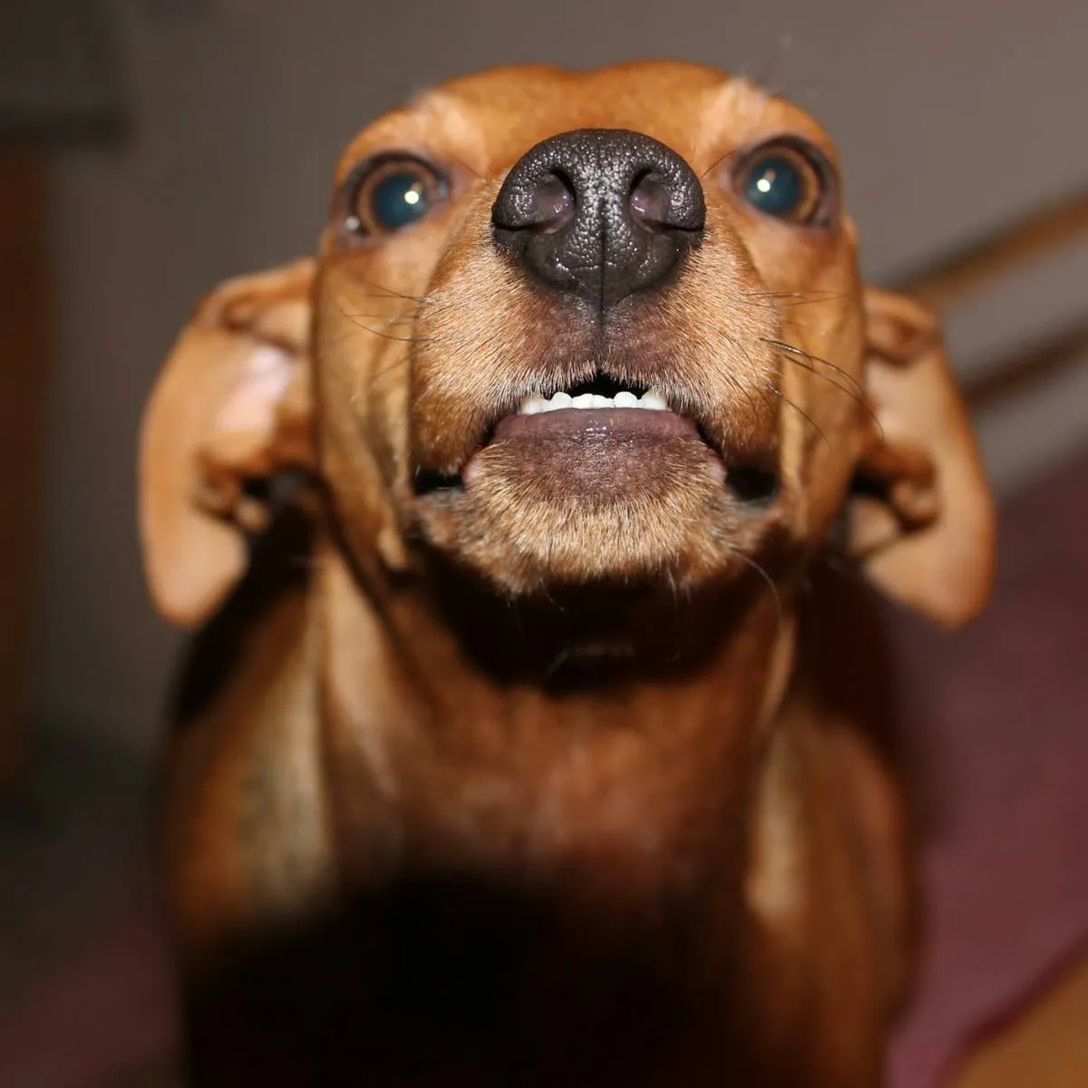 Understanding the Roots of Canine Aggression: A Look at Seven Distinct Triggers