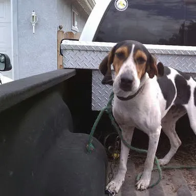 Country & Redneck Dog Names: Over 50 Picks with a Down-Home Vibe