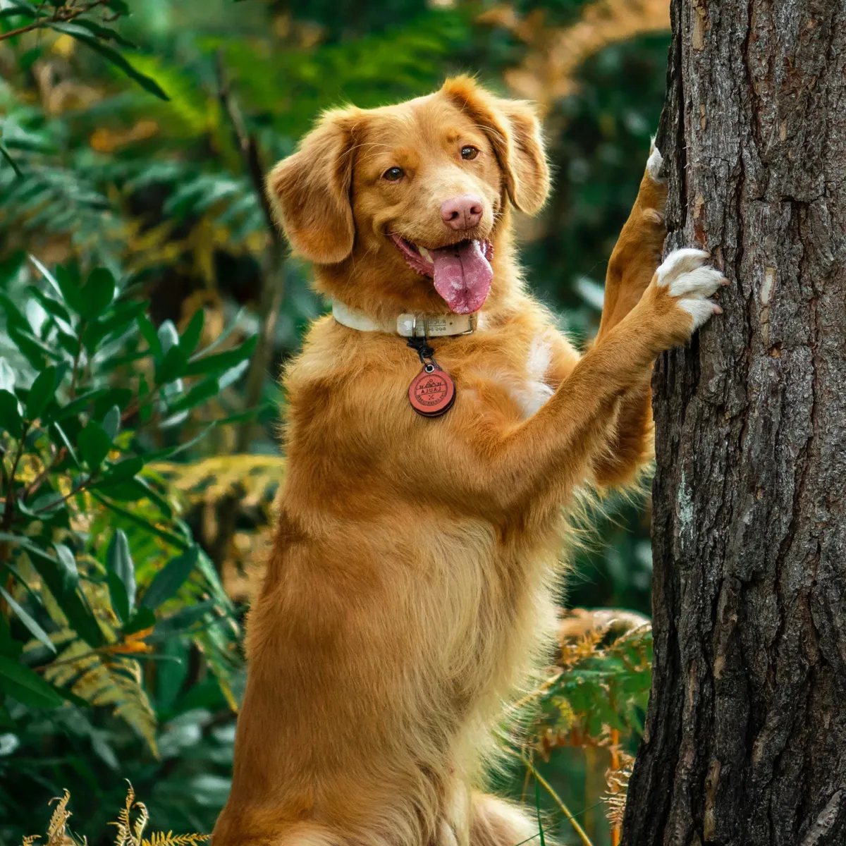 Latin American-Inspired Names for Your New Dog