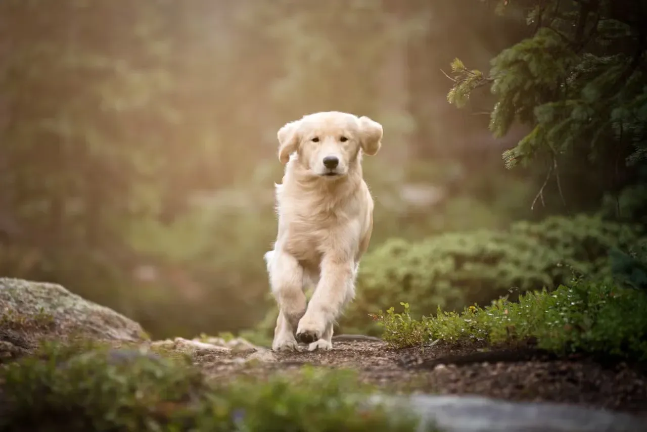 A Golden Retriever running down a forest path.