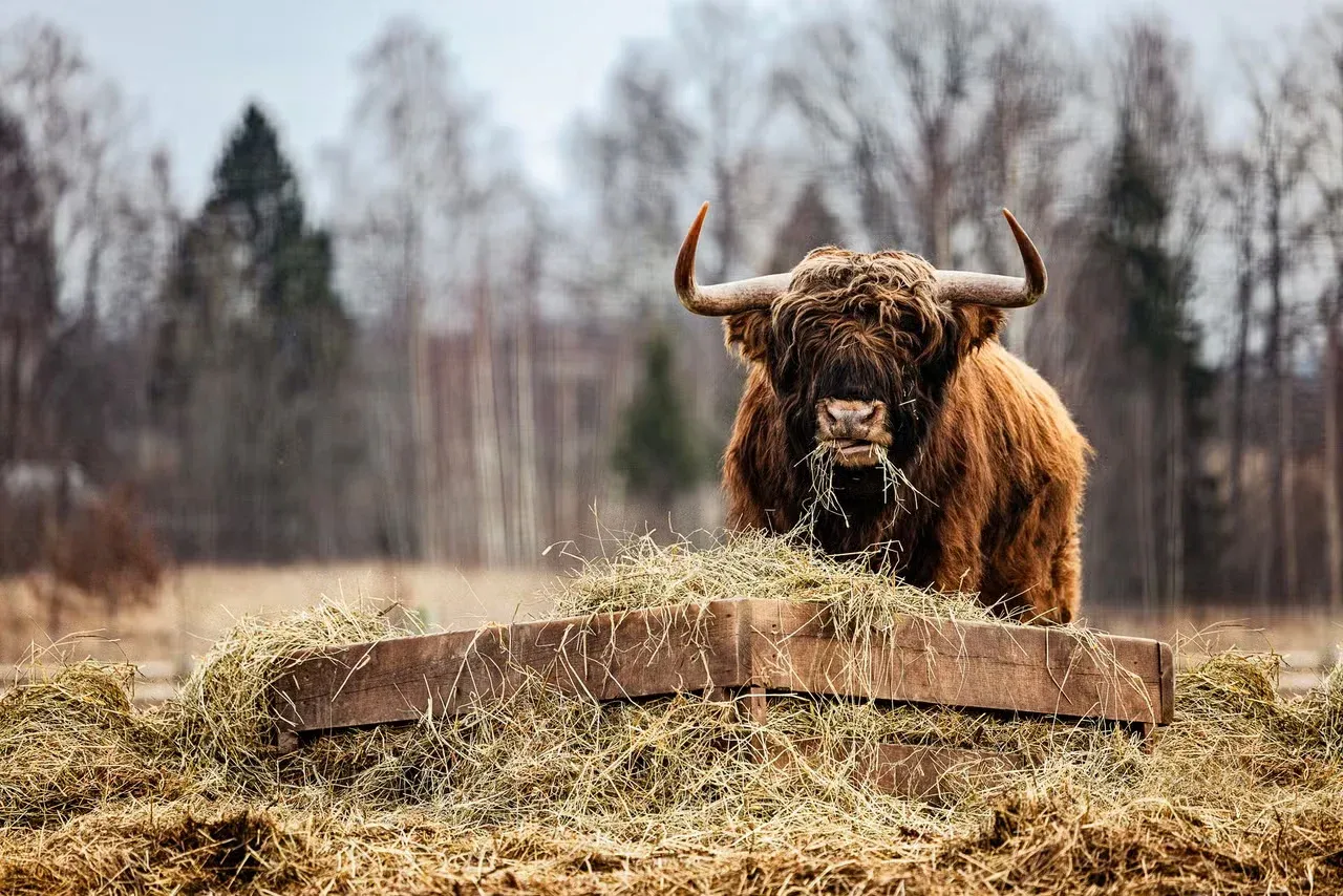 A Highland cow eating some hay.