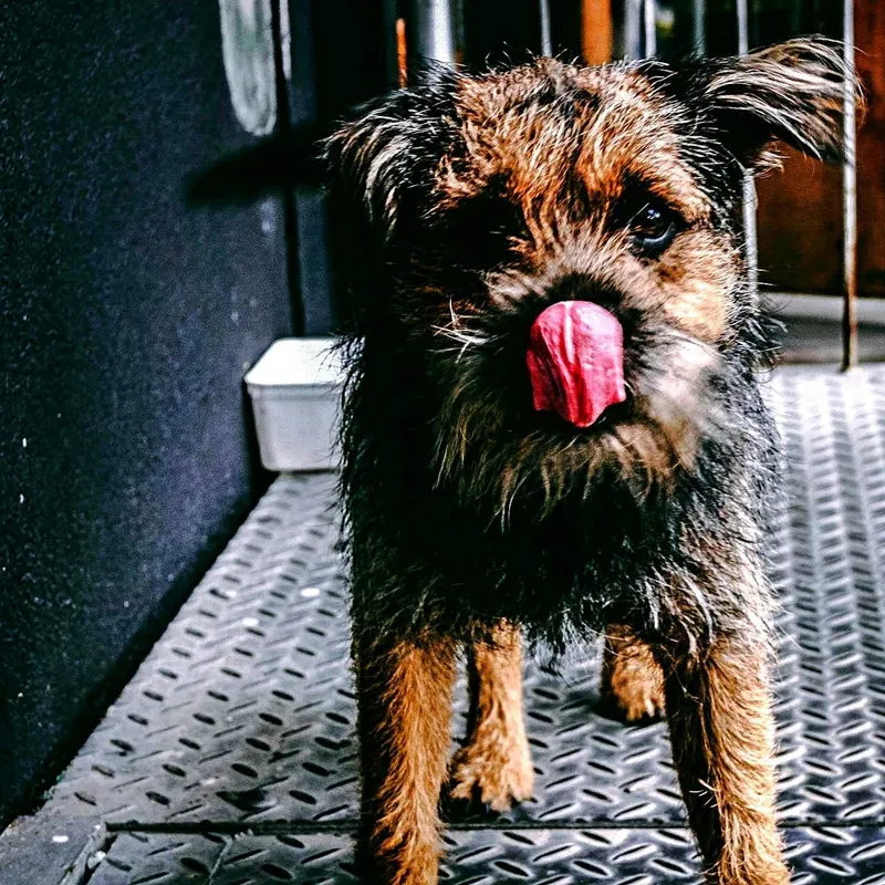 Why Does My Dog Keep Licking Their Lips? 10 Possible Explanations