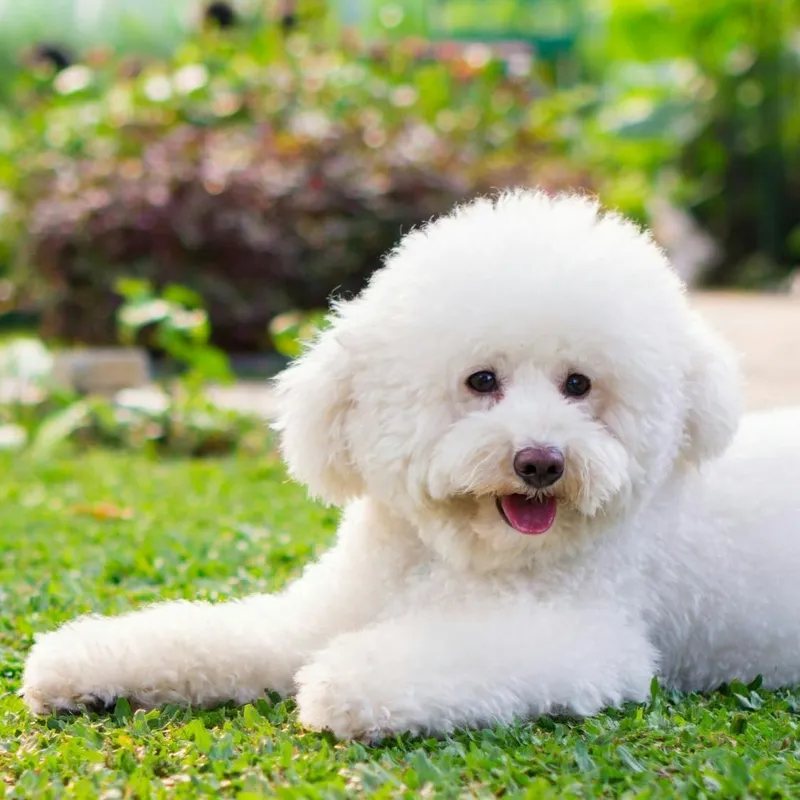 The Toy Poodle: A Tiny Dynamo with a Remarkable Mind