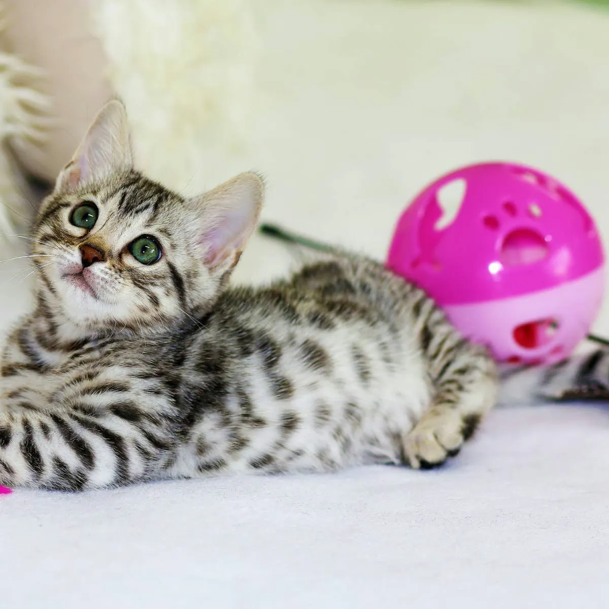 Hilarious Feline Monikers: From Rock Bands to Digital Storage