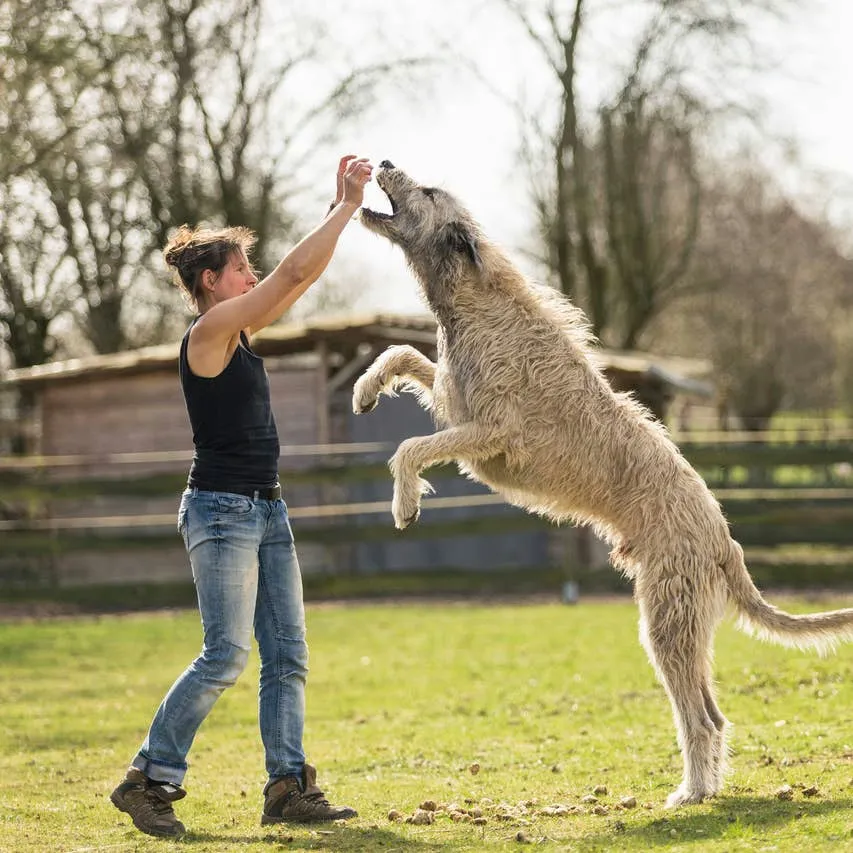 Meet the 10 Most Towering Dog Breeds, Backed by Vet Expertise