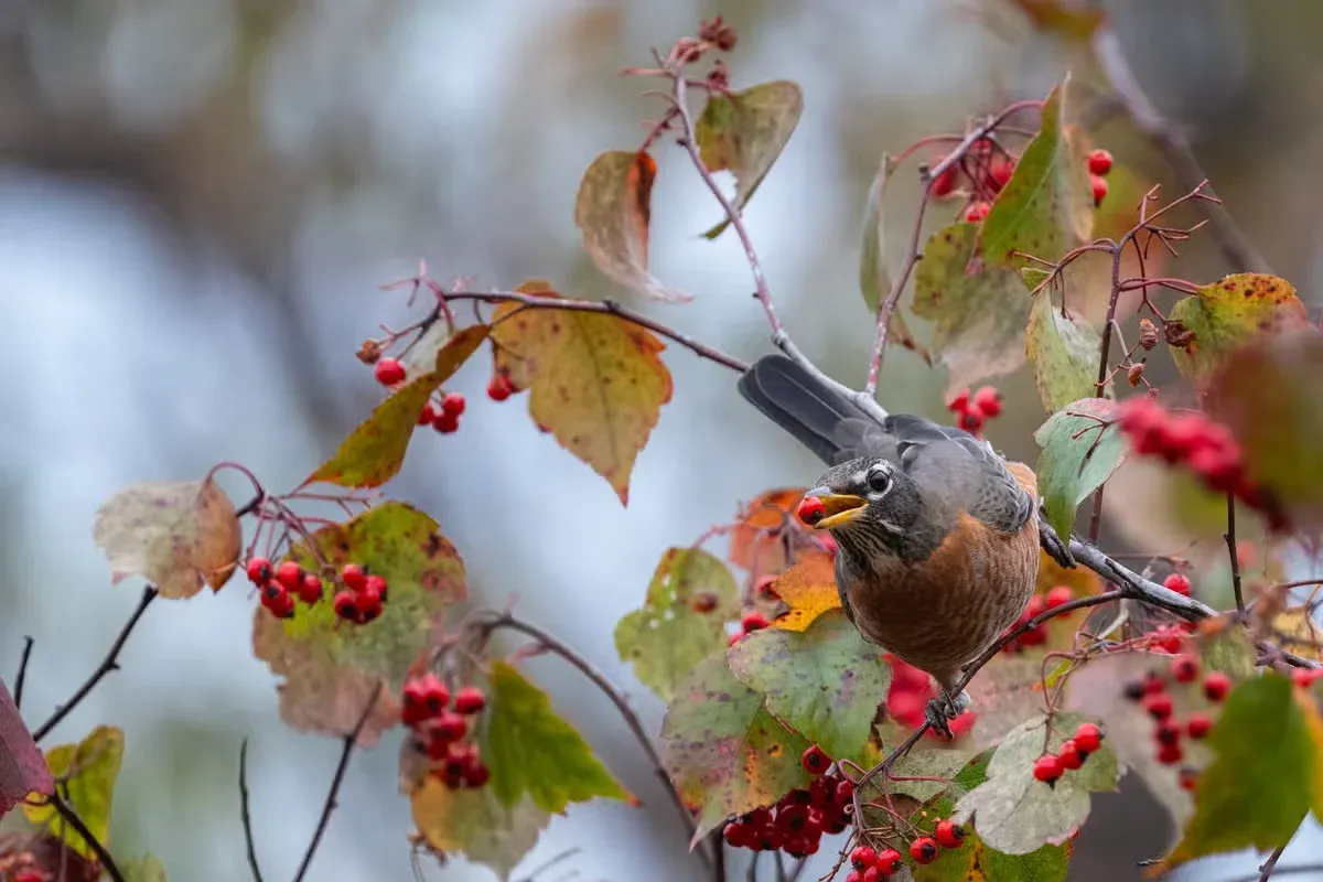 Some birds can be thought to be a good sign when you spot them.