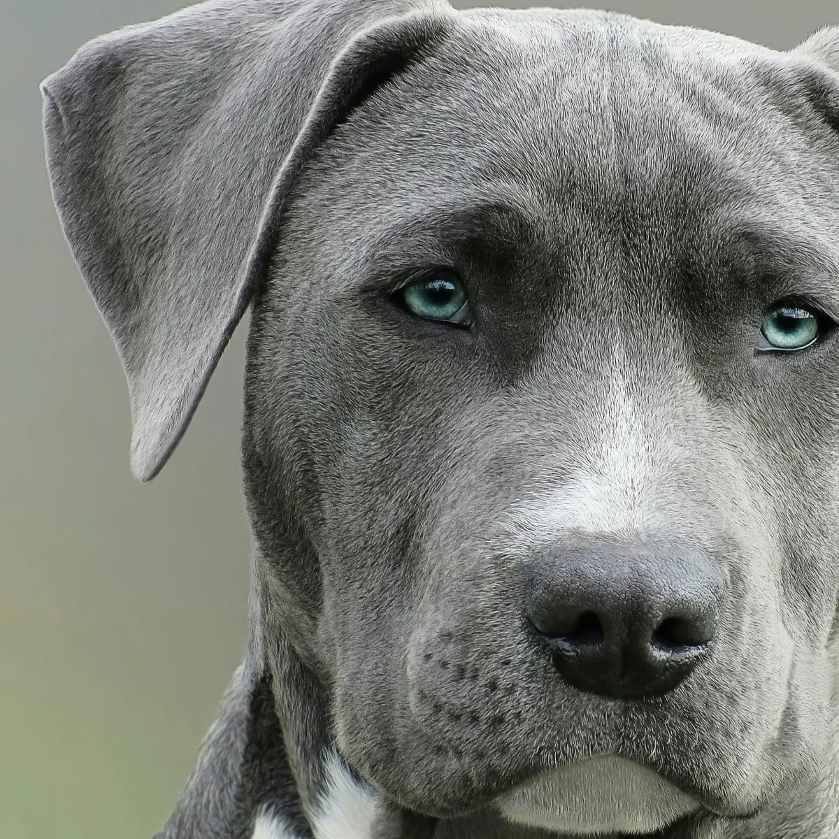 Recognizing and Managing Hives (Urticaria) in Dogs