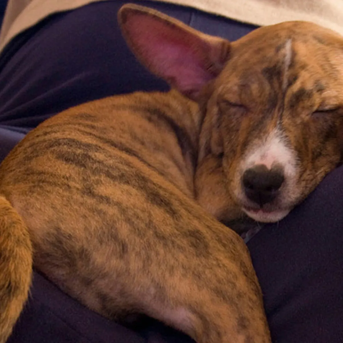 Basenji Puppy Naming Guide: Authentic Lingala Options
