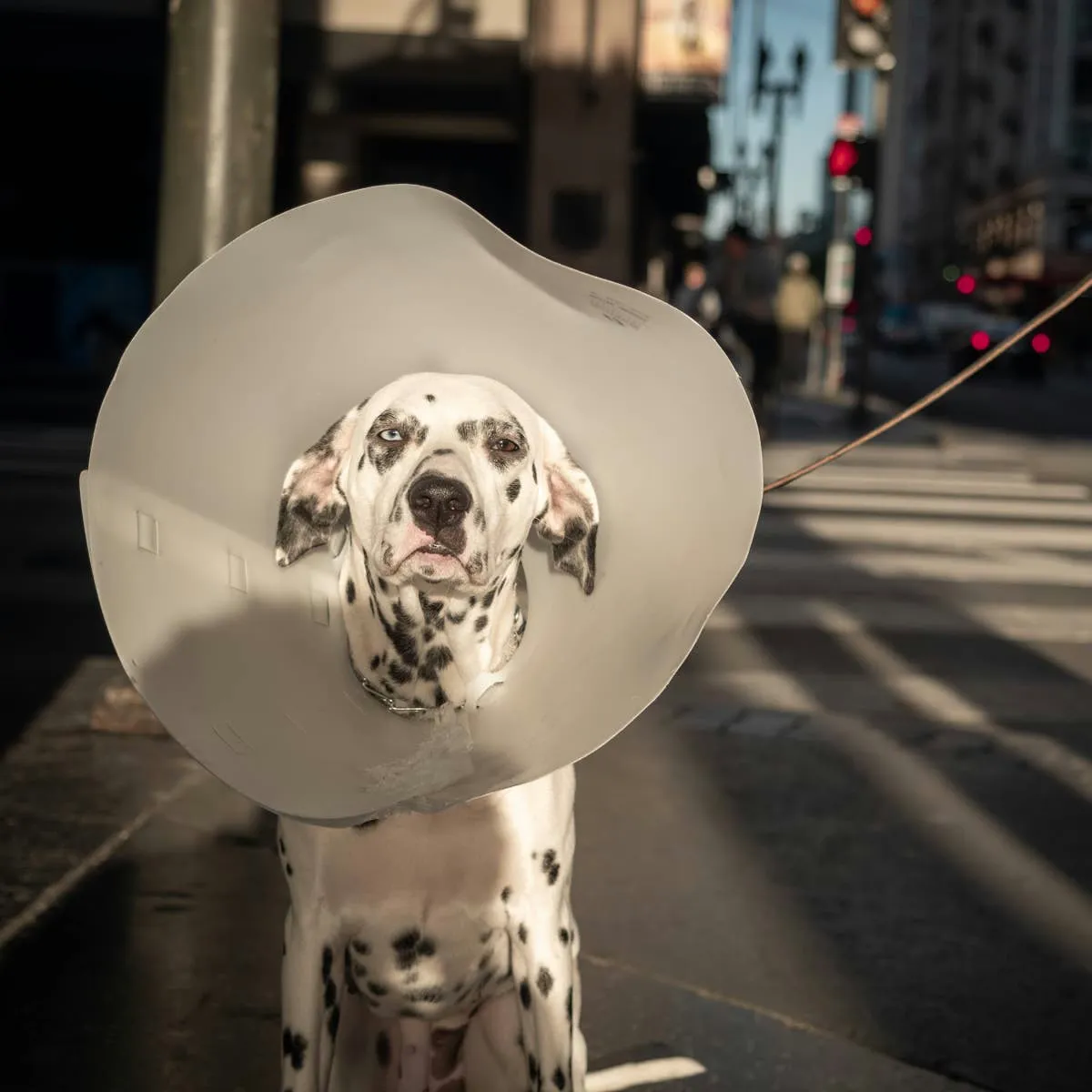 Home Management of Minor Dog Wounds When a Veterinarian Isn't Reachable