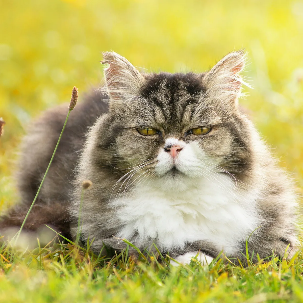 Home Care Strategies for Aging Cats Without Veterinary Access
