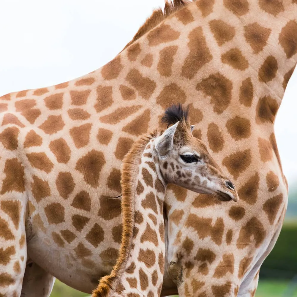Sydney Zoo's Newborn Giraffe Follows Keeper Around, Sparking Adorable Bond