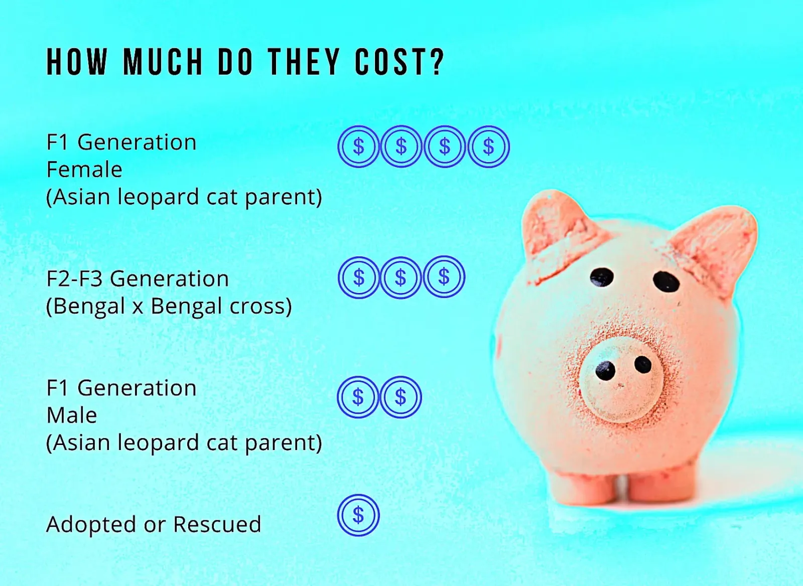 Cost of Bengal Cats
