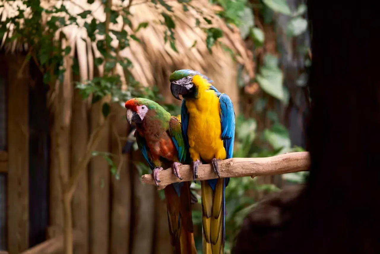 A pair of Macaws sitting on a branch chatting.