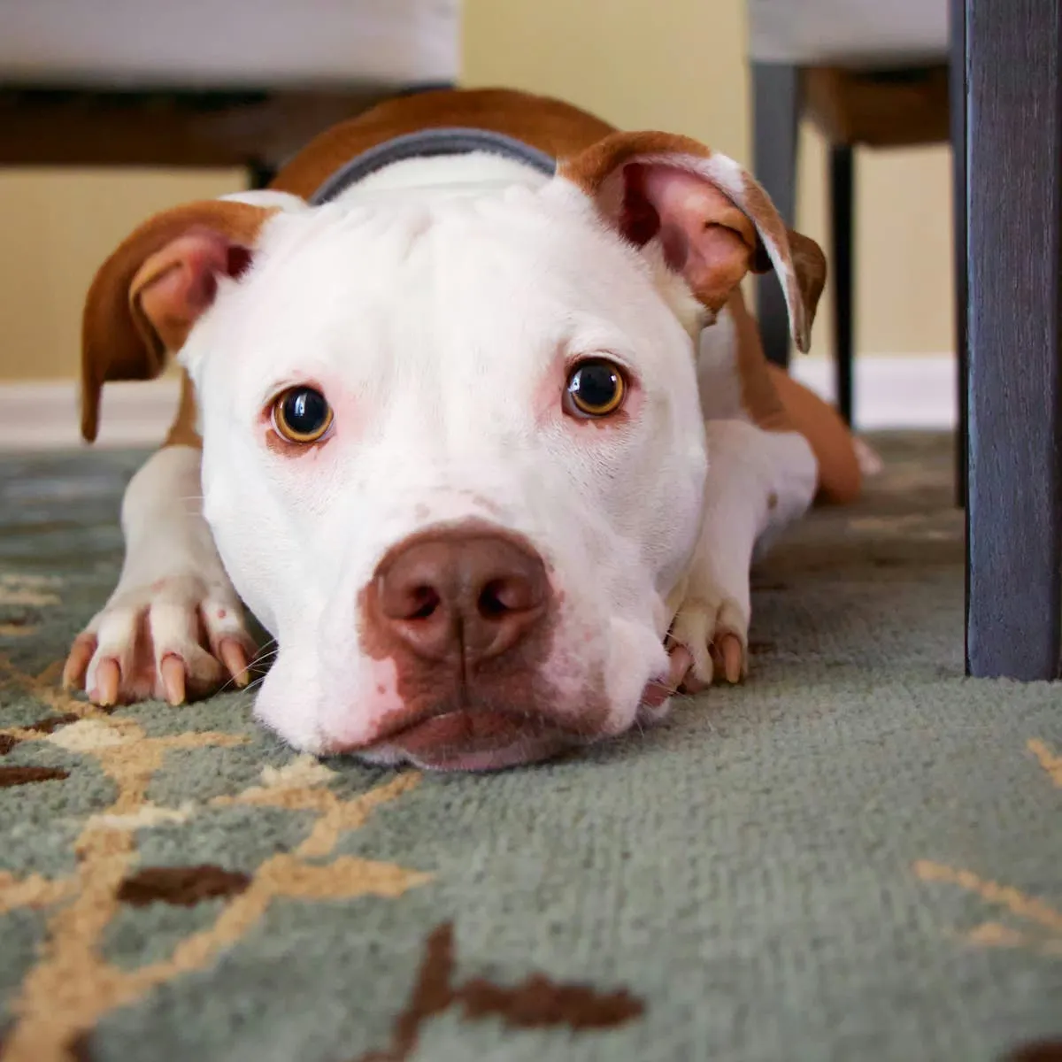 Bloody Stool in Dogs: 16 Causes and How to Identify Them