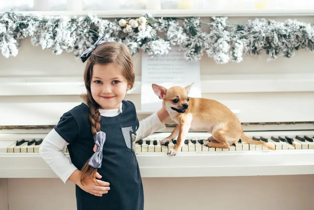 A girl petting a Chihuahua standing on a piano decorated for Christmas.