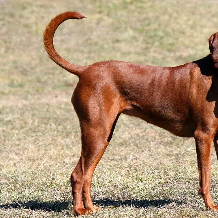 Redbone Coonhound: A Complete Profile of the Breed