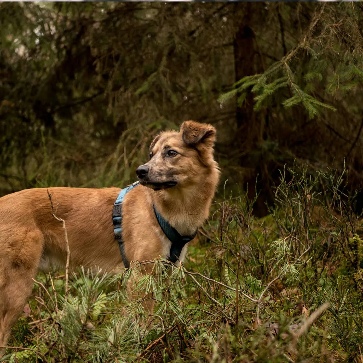 Preparing Your Canine Companion for Trail Adventures Without a Leash