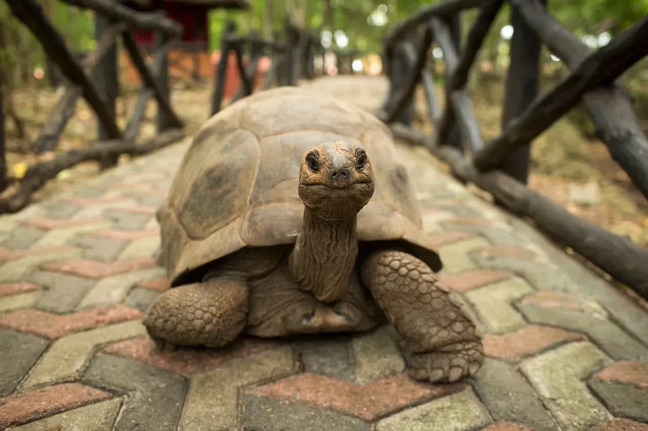 An Aldabra tortoise standing on a walking bridge.