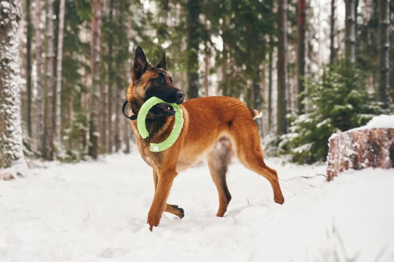 A German Shepherd type dogs holding a toy.