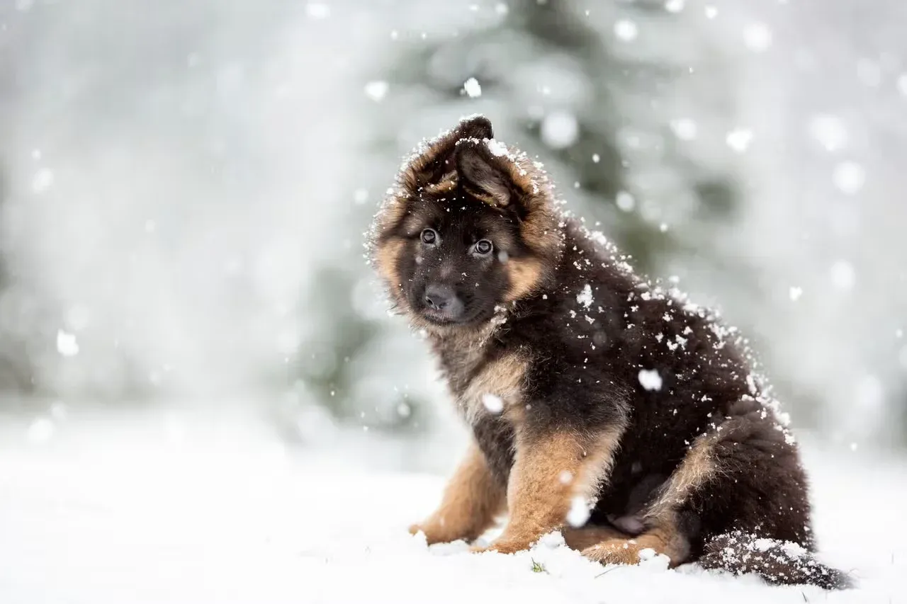 A puppy with a Native American name playing in the snow.