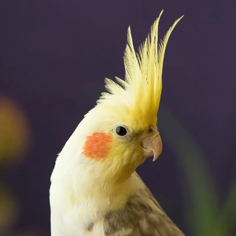 From Hatchling to Fledgling: A Guide to Raising Baby Cockatiels