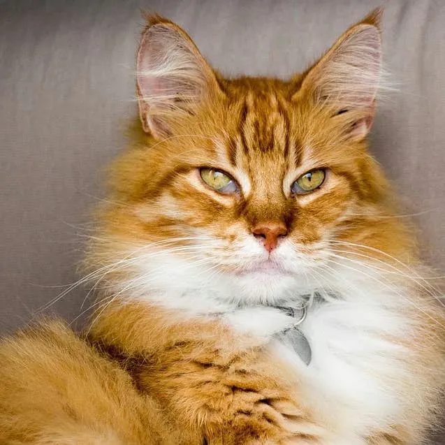 African Cat Name Ideas: 20 Meaningful Options