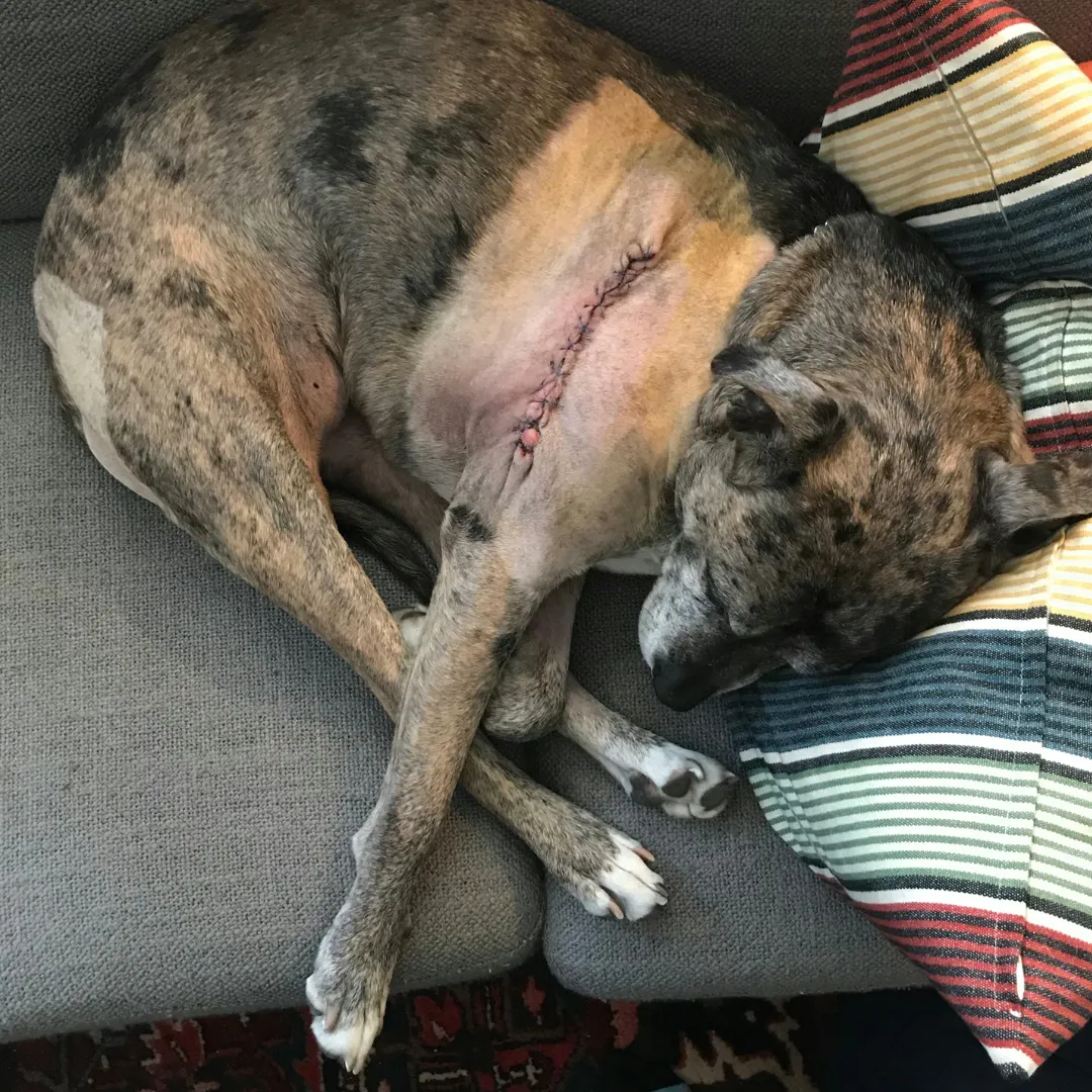 Dog Stitch Discharge: Identifying Normal vs. Problematic Oozing