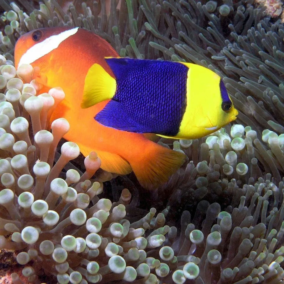 Seven Child-Friendly Fish Species and Key Aquarium Care Advice