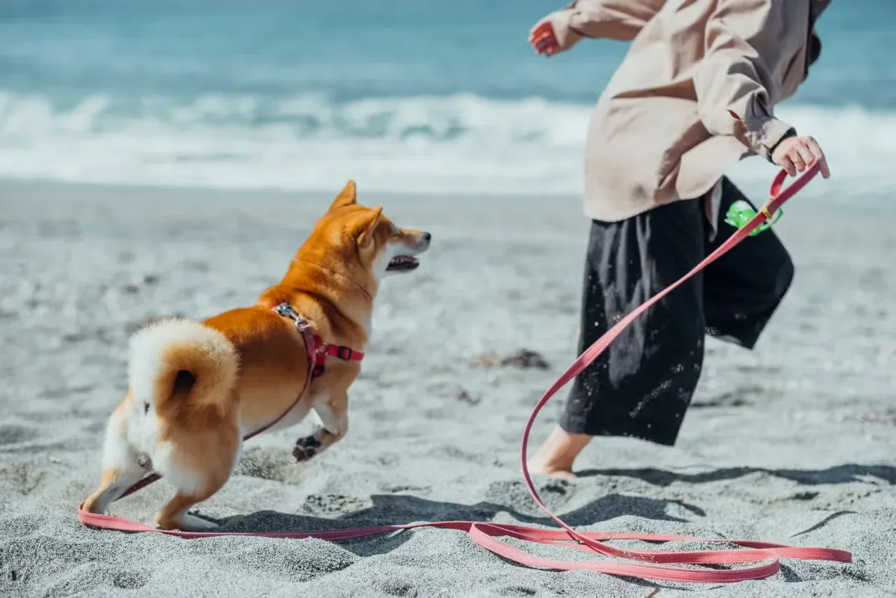 A dog and owner bonding by running together on the beach.
