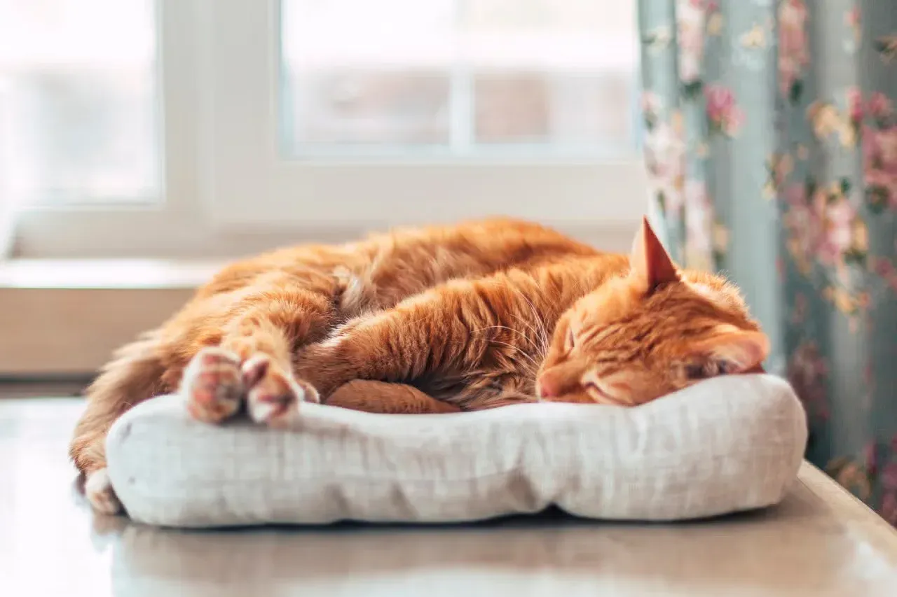 An orange cat sleeping on a soft grey pillow.