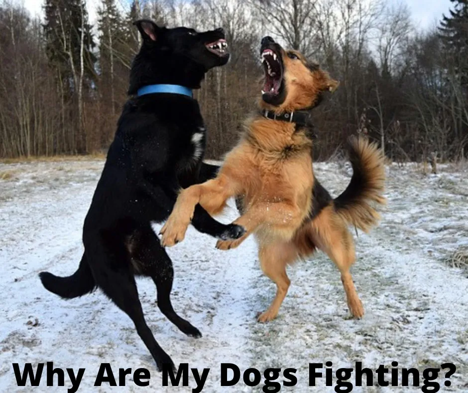 Two dogs (play?) fighting in the snow