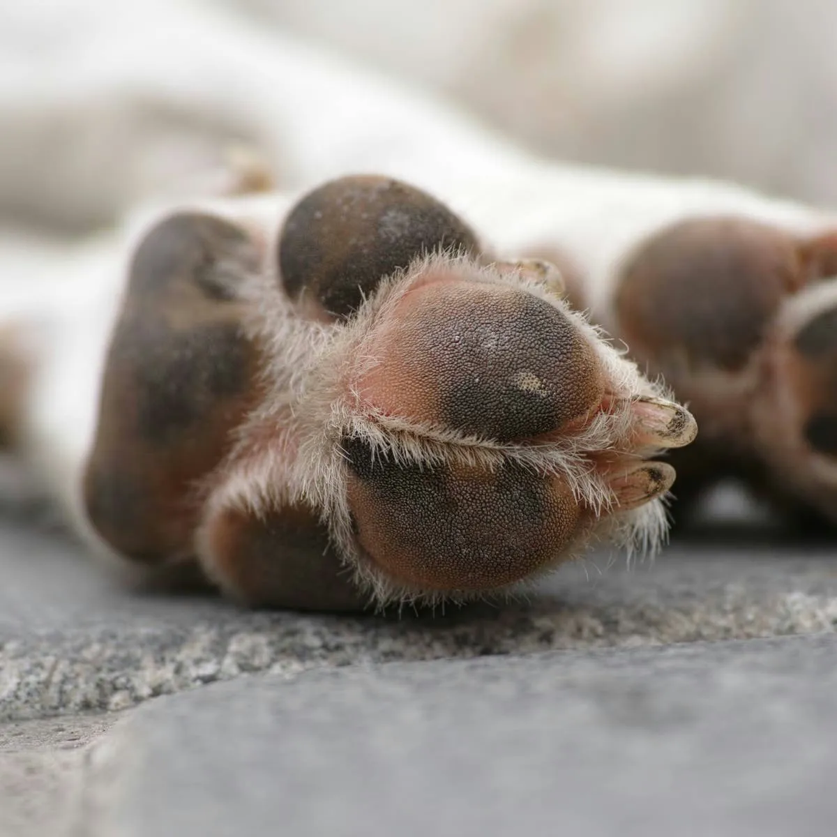 The Truth About Dewclaws: Why Dogs Have Them and When Removal Is Justified
