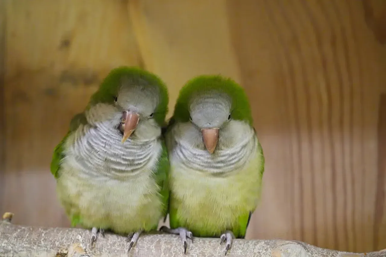 Two cute Quaker parrots speaking to one another quietly.