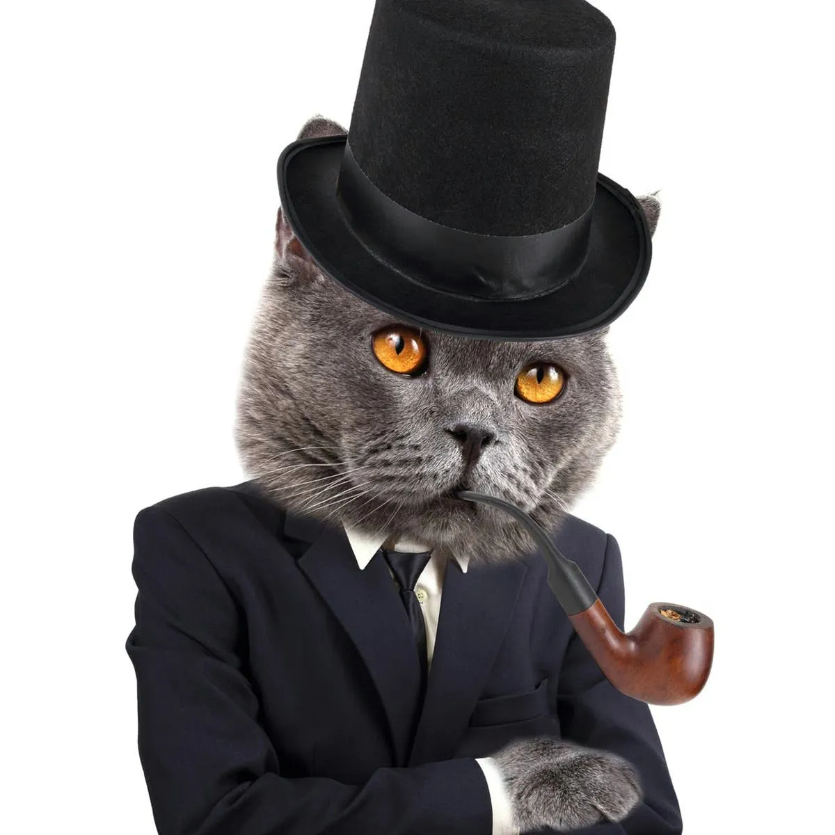 280+ Distinguished Names for Your Senior Gentleman Cat