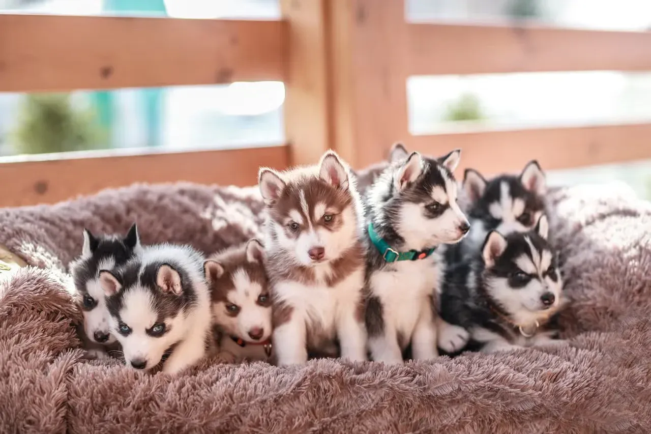 A litter of adorable Husky puppies.