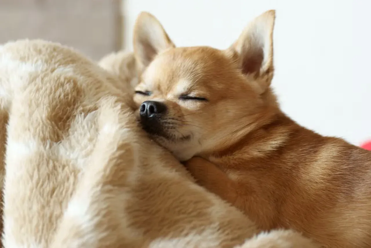 A sleepy Chihuahua snuggled up with a blanket.